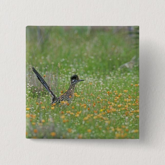 Greater Roadrunner, Geococcyx Button (Vorderseite)