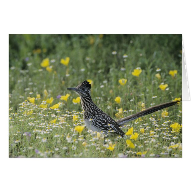 Greater Roadrunner, Geococcyx californianus, (Vorderseite (Horizontal))