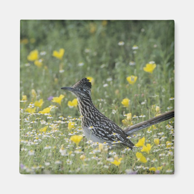 Greater Roadrunner, Geococcyx californianus, Magnet (Vorne)
