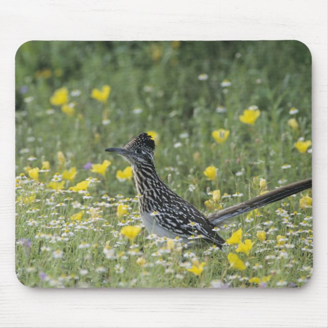 Greater Roadrunner, Geococcyx californianus, Mousepad (Vorne)
