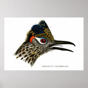 Greater Roadrunner, Geococcyx Californianus Poster