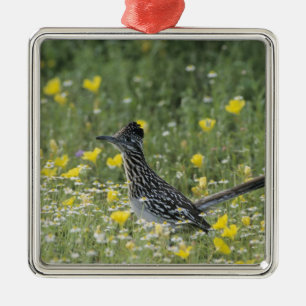 Greater Roadrunner, Geococcyx californianus, Silbernes Ornament