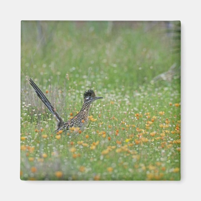 Greater Roadrunner, Geococcyx Magnet (Vorne)