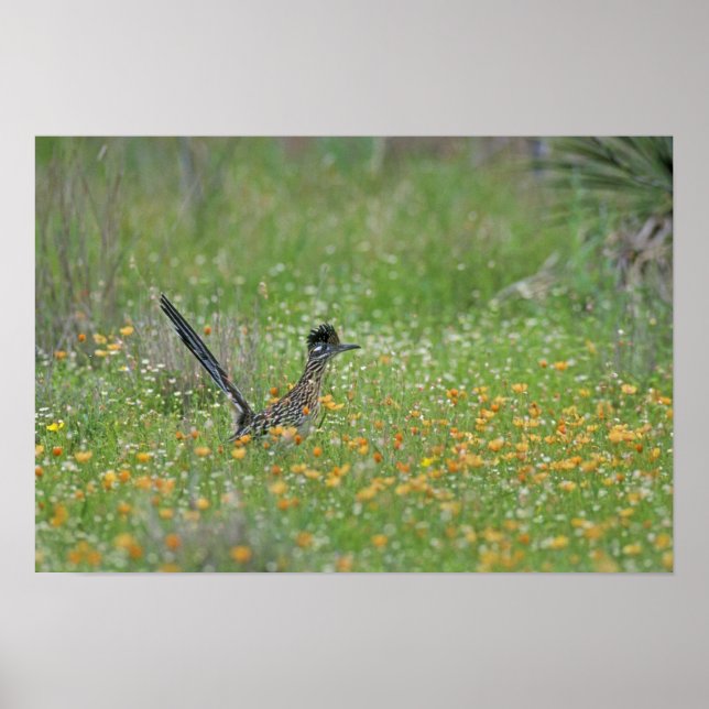Greater Roadrunner, Geococcyx Poster (Vorne)