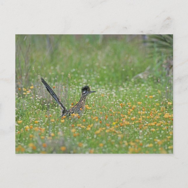 Greater Roadrunner, Geococcyx Postkarte (Vorderseite)