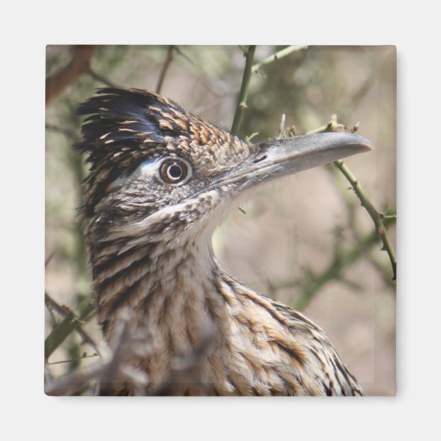 Greater Roadrunner Magnet (Vorne)