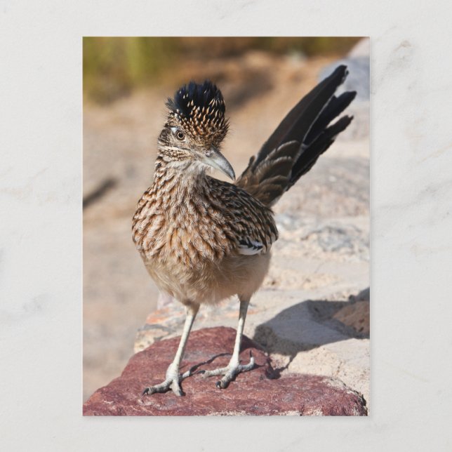 Greater Roadrunner Postkarte (Vorderseite)