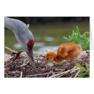 Greater Sandhill Crane Vater und Kind