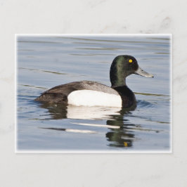 Greater Scaup - Bluebill Drake Postkarte