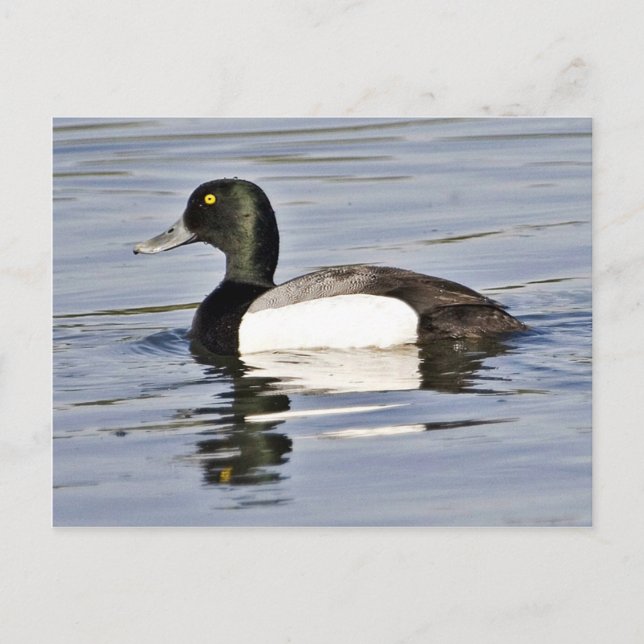 Greater Scaup Drake Postkarte (Vorderseite)