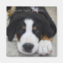 Greater Swiss Mountain Dog Magnet