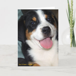 Greater Swiss Mountain Dog Puppy Karte