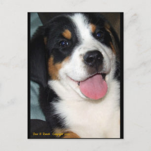 Greater Swiss Mountain Dog Puppy Postkarte