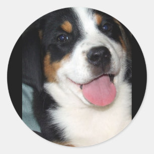 Greater Swiss Mountain Dog Puppy Runder Aufkleber