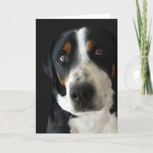 Greater Swiss Mountain Dog Sad Eyes Karte