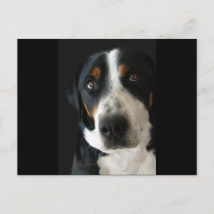 Greater Swiss Mountain Dog Sad Eyes Postkarte