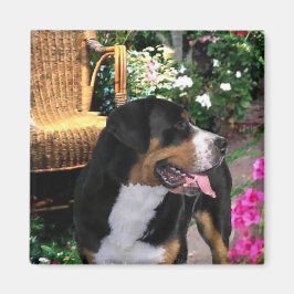 Greater Swiss Mountain Hund Kunstgiesserei Magnet