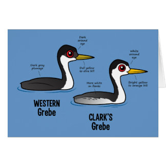 Grebe gegen Grebe