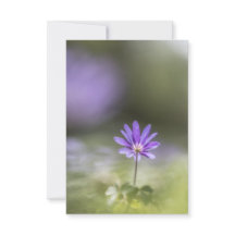 Grecian windblume Nature Foto