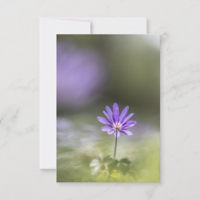 Grecian windblume Nature Foto Karte (Vorderseite)