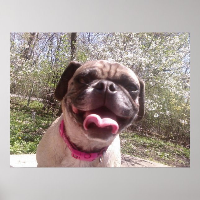 Greedo's Mother Ken Gage Fotografy Dog Poster (Vorne)