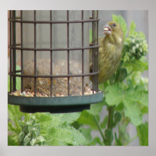 Greedy Greenfinch Print Poster
