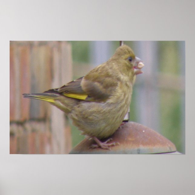 Greedy Greenfinch Print Poster (Vorne)