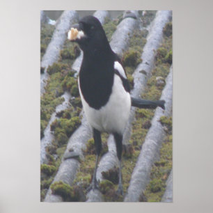 Greedy Magpie Print Poster