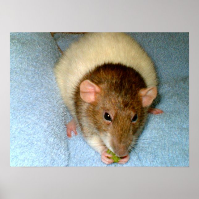 Greedy Rat Poster (Vorne)