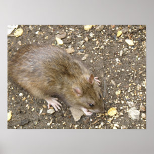 Greedy Rat Print Poster