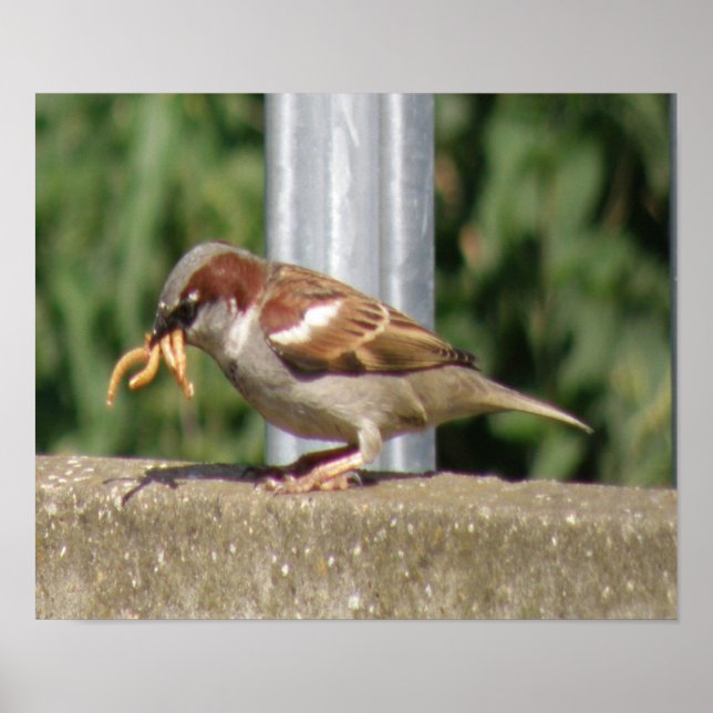 Greedy Sparrow mit grubs galore Print Poster (Vorne)
