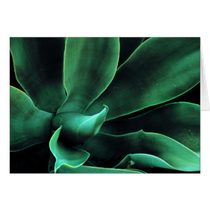 Green Agave Attenuata