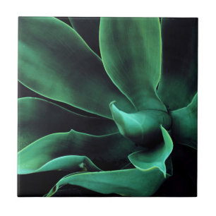 Green Agave Attenuata Fliese