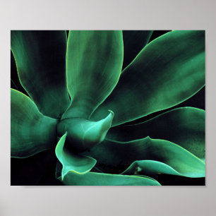 Green Agave Attenuata Poster