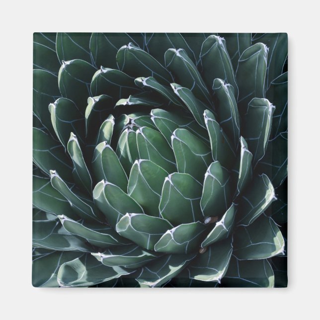 Green Agave Magnet (Vorne)