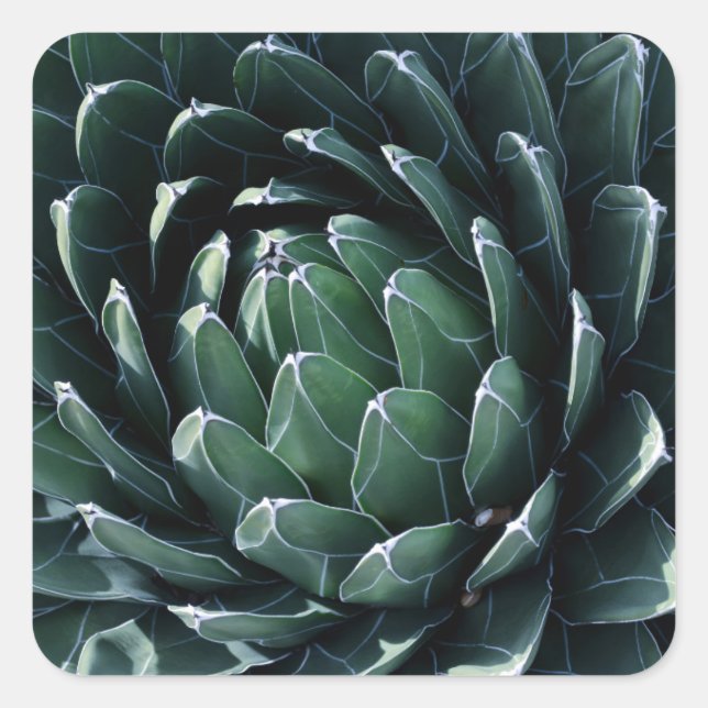 Green Agave Quadratischer Aufkleber (Vorderseite)
