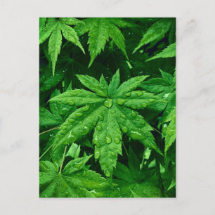 GREEN-Ahorn im Frühjahr Postkarte