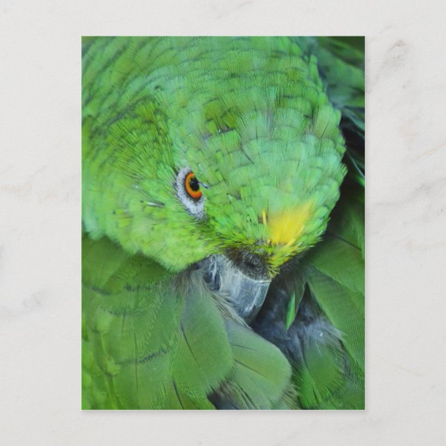 Green Amazon Parrot Postkarte (Vorderseite)