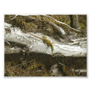 Green Anole BIG ISLAND HAWAII Fotodruck