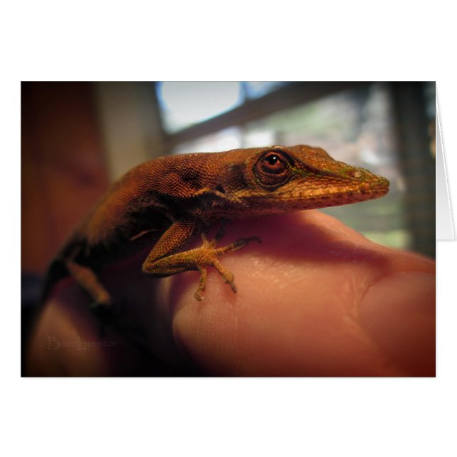 Green Anole Lizard (Vorderseite (Horizontal))