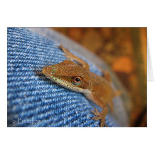 Green Anole Lizard