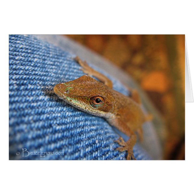 Green Anole Lizard (Vorderseite (Horizontal))