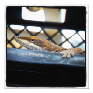 Green Anole Lizard Color Prints Fotodruck