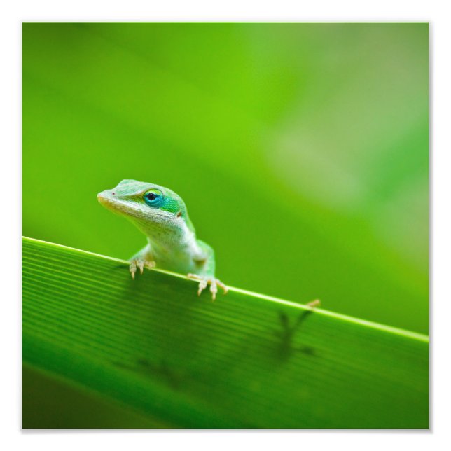 Green Anole Lizard Encounter Art Fotografie (Vorne)