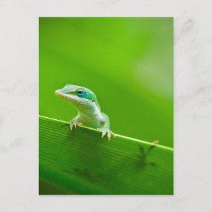 Green Anole Lizard Encounter Art Fotografie Postkarte