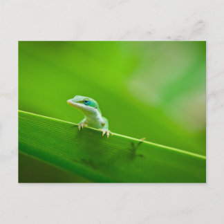 Green Anole Lizard Encounter Art Fotografie Postkarte