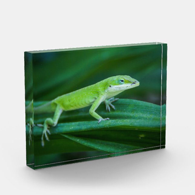 Green Anole Lizard Fotoblock (Links)