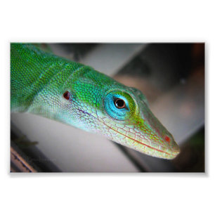 Green Anole Lizard Fotodruck