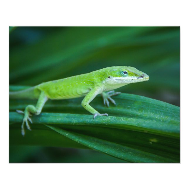 Green Anole Lizard Fotodruck (Vorne)