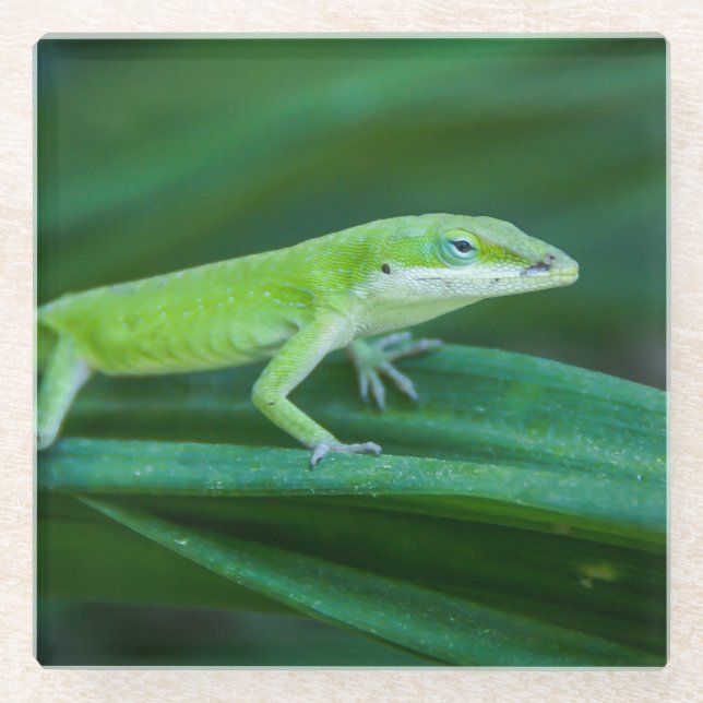 Green Anole Lizard Glasuntersetzer (Vorderseite)